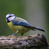 blue-tit-wild-bird-food-laverockhall-farm