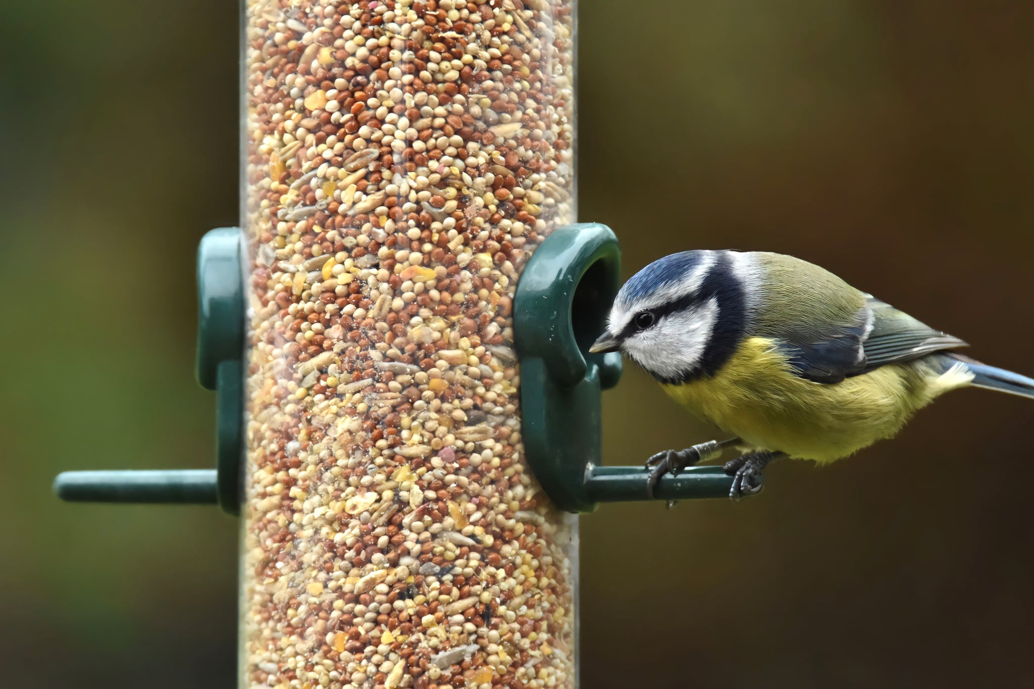 Blue tit 15.4.26