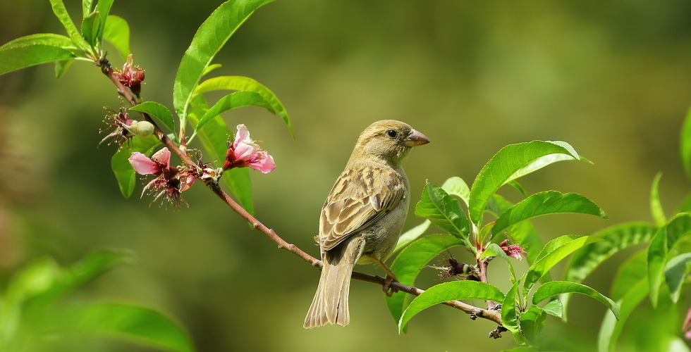Sparrow banner