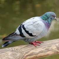 Laverockhall-farm-pigeon-food