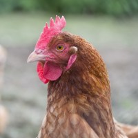 laverockhall-farm-poultry-food
