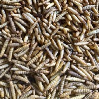 Calci-worms